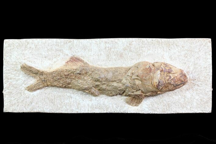 Lower Turonian Fossil Fish - Goulmima, Morocco #76394